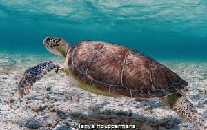 'Going Green' - A green sea turtle drifts through the sha... by Tanya Houppermans 